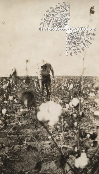 harvesting-cotton.jpg