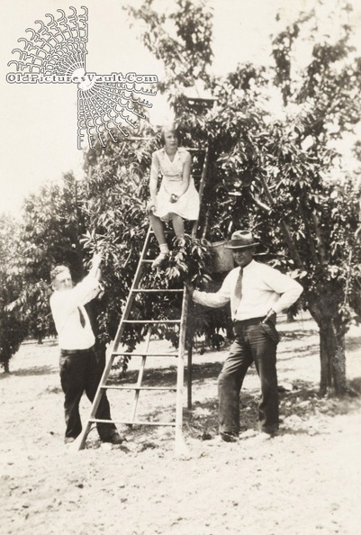 harvesting-the-orchards.jpg