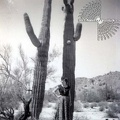 saguaro-tree-april-1955