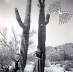 saguaro-tree-april-1955
