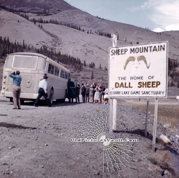 wp&y-bus-alcan-highway-sheep-mountain-home-of-dall-sheep.jpg