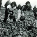 Women Harvesting In the Field