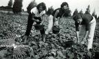 Women Harvesting In the Field