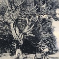 The Oldest Cherry Tree in Oregon, Eugene, Oregon