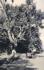 The Oldest Cherry Tree in Oregon, Eugene, Oregon