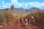 Sugar Fields West Maui Mountains