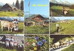 Auf Sellamatt Mit Alpfahrt Obertoggenburg