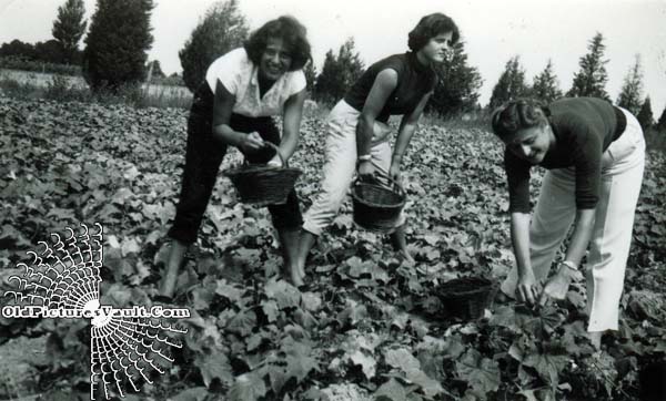 women-harvesting-the-field.jpg