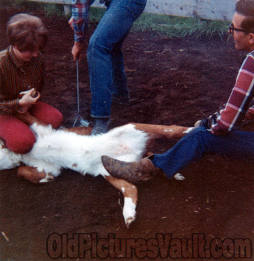 branding-the-goat-1970-polaroid