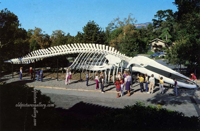 blue-whale-skeleton-santa-barbara-museum.jpg