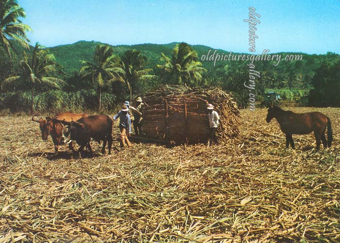 cane-harvesting-fiji-old-postcard.jpg