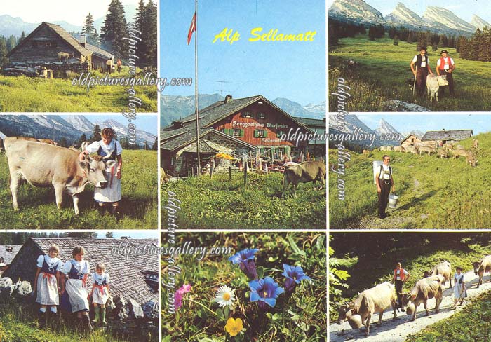Auf Sellamatt Mit Alpfahrt Obertoggenburg