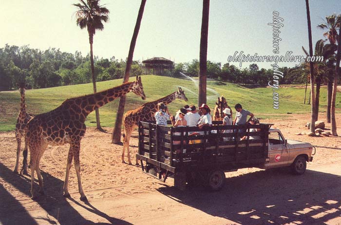 san-diego-wild-animal-park-photo-caravan.jpg